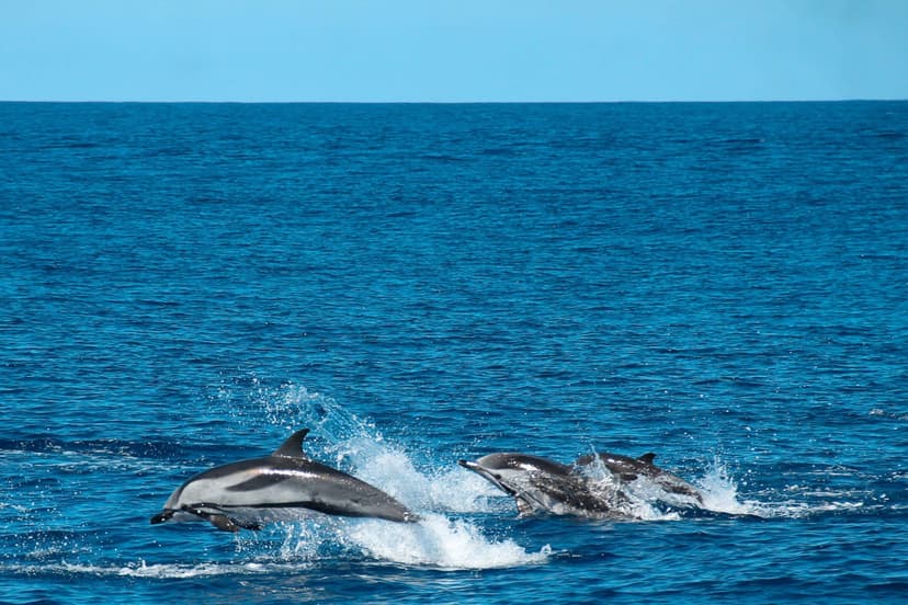 Underwater coral reef snorkeling